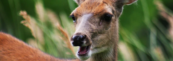 Close-up of a deer with its mouth slightly open, standing in tall green grass.