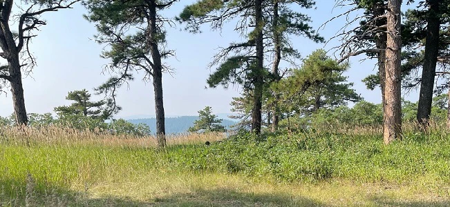 Tin Cup Campsite
